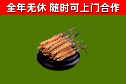 鞍山回收冬虫夏草