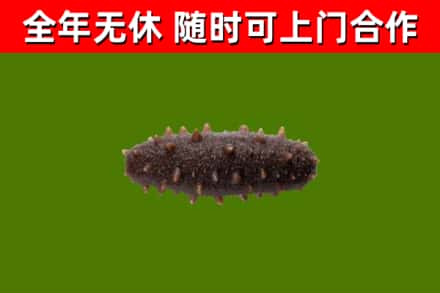 鞍山回收海参干